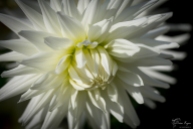 Chartwell Chrysanthemum