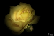 Chartwell Rose