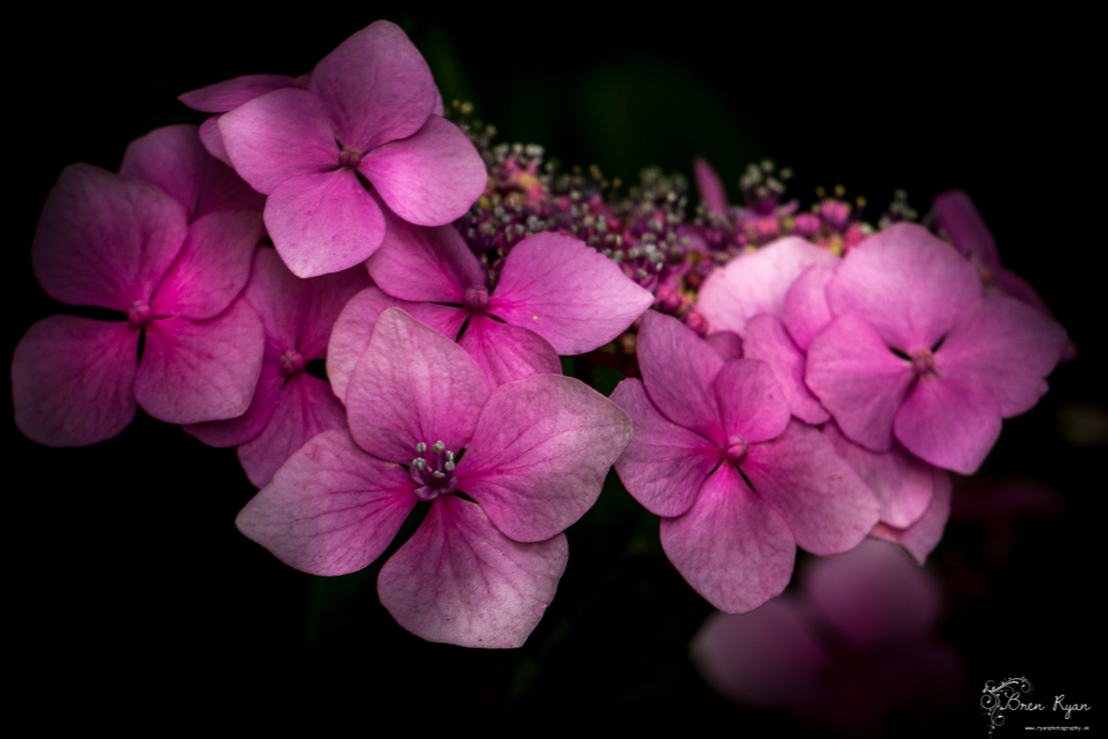 Photo For the Week – 1 – Hydrangea