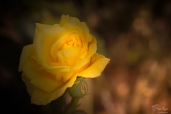 Yellow Rose of Chartwell