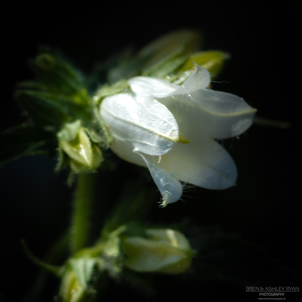 White flower from Broadview