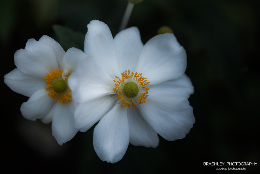 White Anemone Flowers