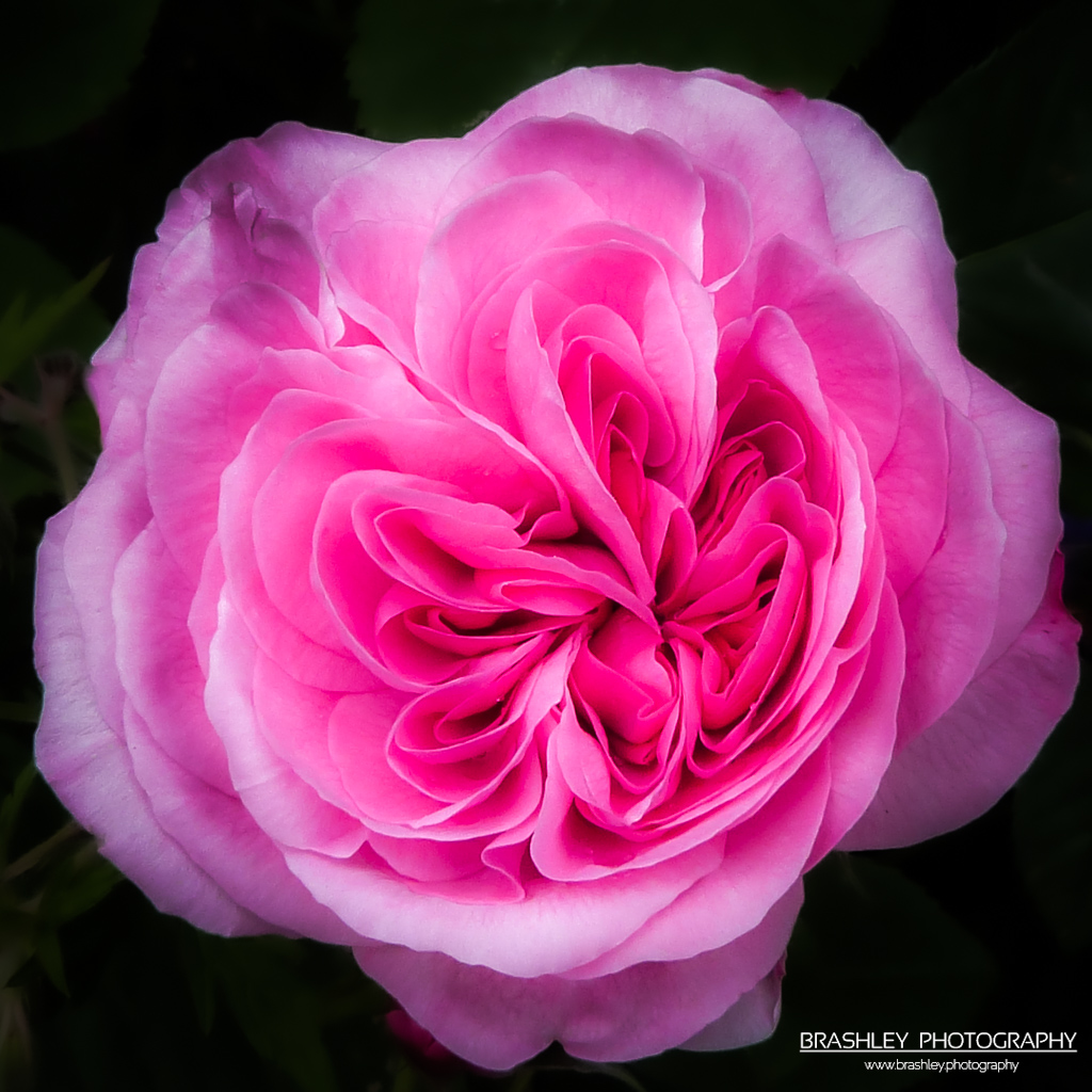Pink Rose from Ightham