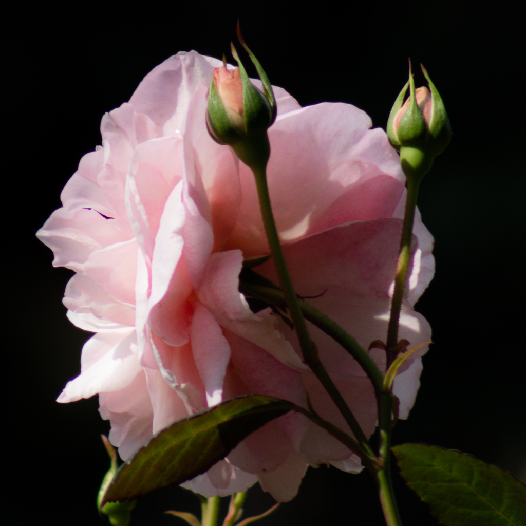 Floral Friday – FF#83 – Rosebuds